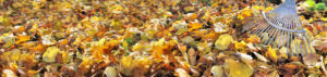 Leaf Collection Programs